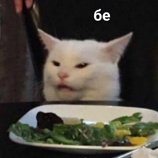 кошка кошка пища кошки малого и среднего размера