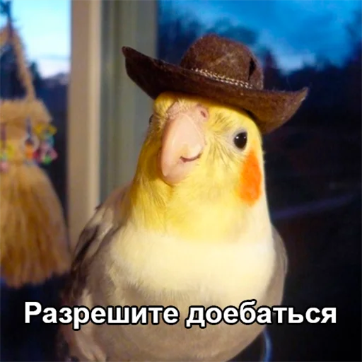 Попуги Попуги -