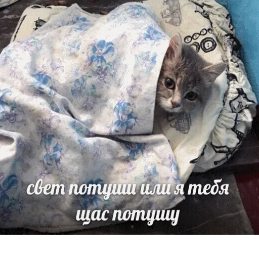 popugmem1 popugmem1 -