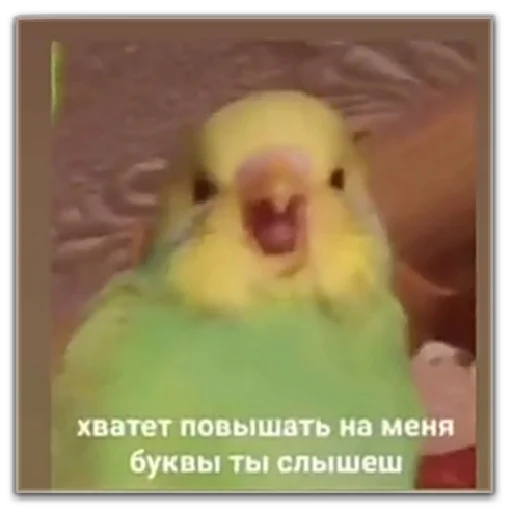 хуевые мемы хуевые мемы -