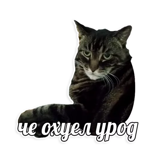 мемы про котов (по ржать) мемы про котов (по ржать) -