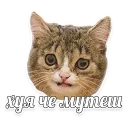 Sticker мемы про котов (по ржать) - 0