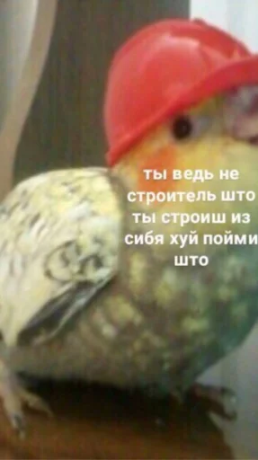 мєми про жівотних мєми про жівотних -