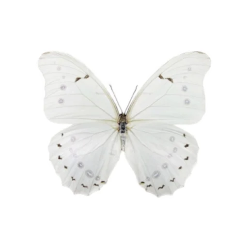 menta alla stickers