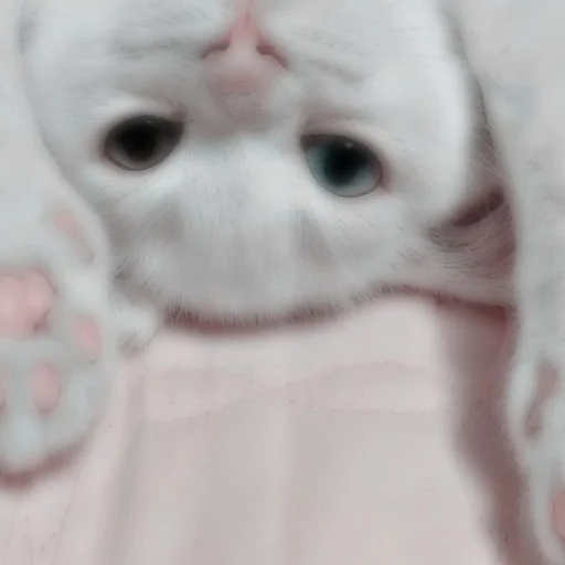 𝐌𝐞𝐨𝐰 𝐤𝐢𝐭𝐭𝐲’𝐬 𝐌𝐞𝐨𝐰 𝐤𝐢𝐭𝐭𝐲’𝐬 -