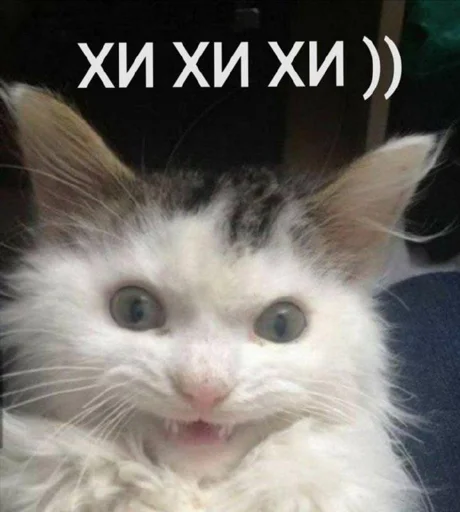 meow meow -