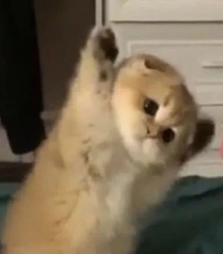 котики котики - small to medium-sized cats