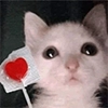 meow meow -