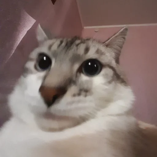 mehrrrra mehrrrra -