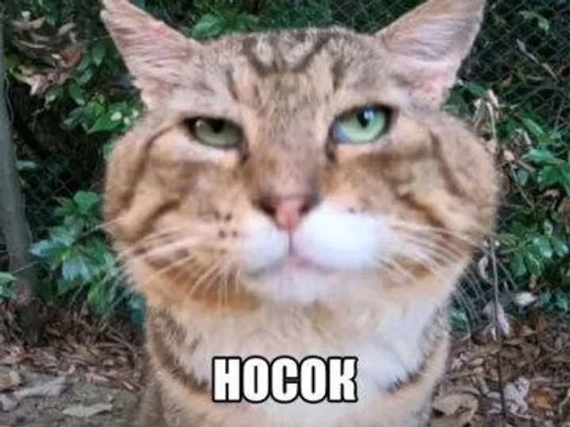 бебра :: @fStikBot бебра :: @fStikBot -