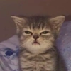 коты!! коты!! -