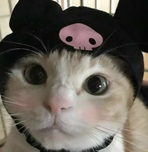 милота для нас :: @fStikBot милота для нас :: @fStikBot -
