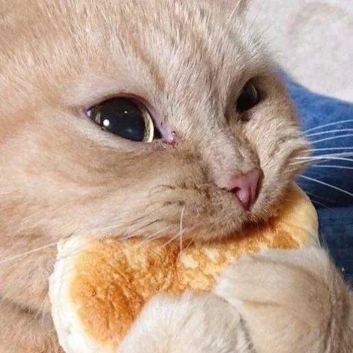 small to medium-sized cats small to medium-sized cats felidae domestic cat
