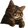 MiniCats MiniCats -