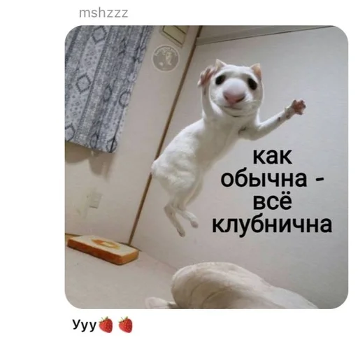 СМС собака домашнее животное