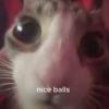 убойные котятки убойные котятки -
