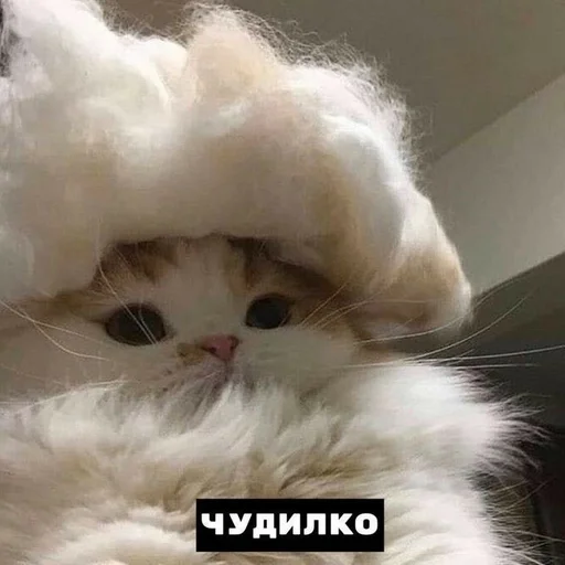 mammal animal cat