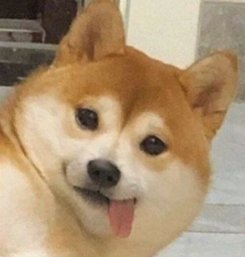 animal mammal dog