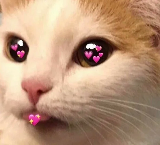 animal mammal cat