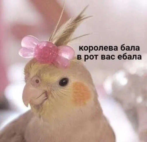 pohuy pohuy -