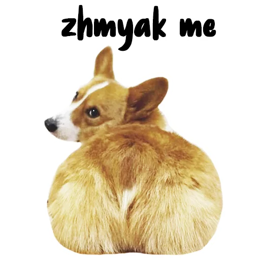 momo (@momologic) momo (@momologic) - animal