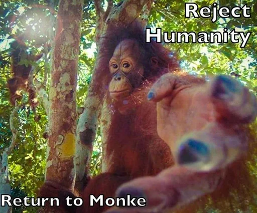 monke gang monke gang -