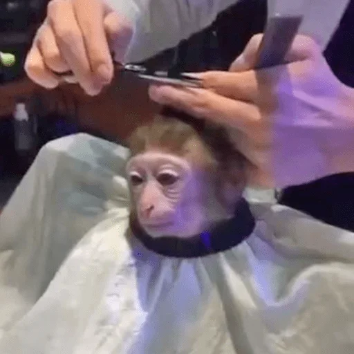 cutie monkey by irin^∇^ cutie monkey by irin^∇^ -
