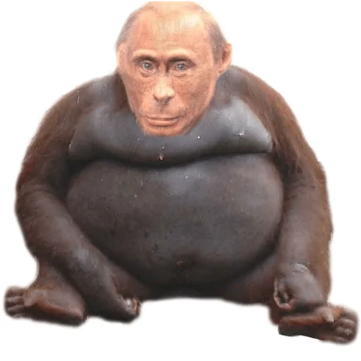 primate primate animal mammal