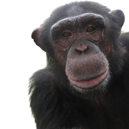 Monkeys @DXXMSHXXPDEBIL Monkeys @DXXMSHXXPDEBIL -