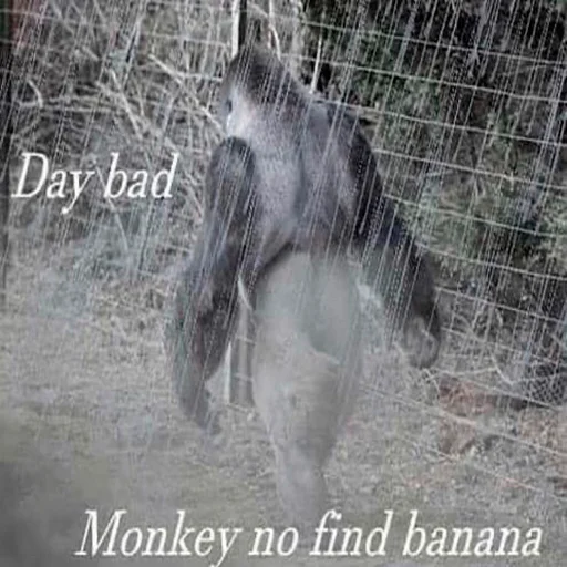 Monke Monke - млекопитающее