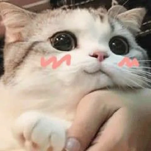 moonrabbicat moonrabbicat -