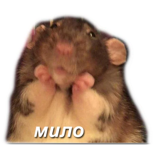 хомяки и не только