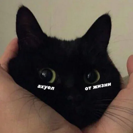 моssик моssик -