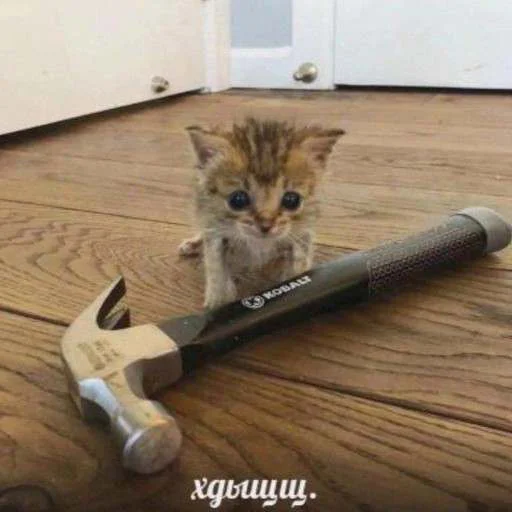 cats.mos? cats.mos? -