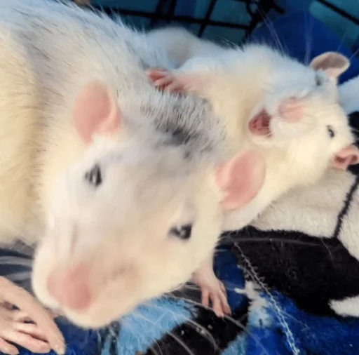 rrrats rrrats -