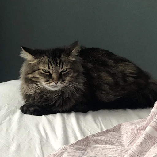 Котопак @motopara Котопак @motopara -