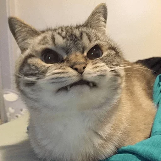 моя прелесть by @fStikBot моя прелесть by @fStikBot -