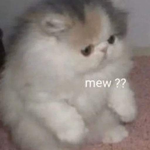 mew mew -
