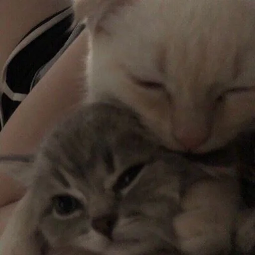 мур. :: @fStikBot мур. :: @fStikBot - млекопитающее