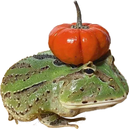 жабки!! жабки!! -