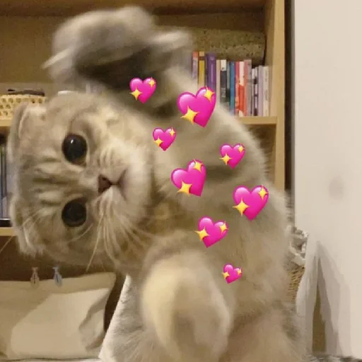 мяу мяу -