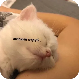 Sticker мяв - 0