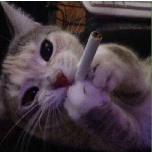 my idiotics cat my idiotics cat -