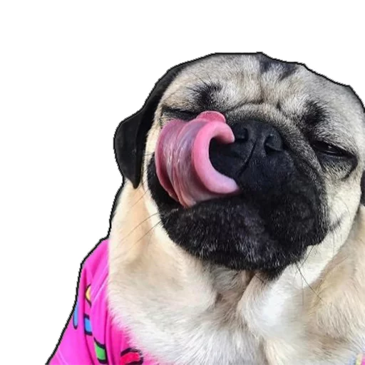 mypugs mypugs -