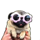 Sticker mypugs - 0