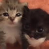 ∩^ω^∩ ∩^ω^∩ -