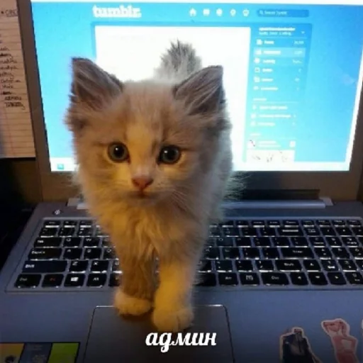 компьютер ноутбук кошки малого и среднего размера