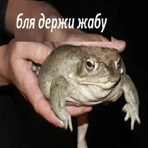 na jabu :: @fStikBot na jabu :: @fStikBot - лягушка