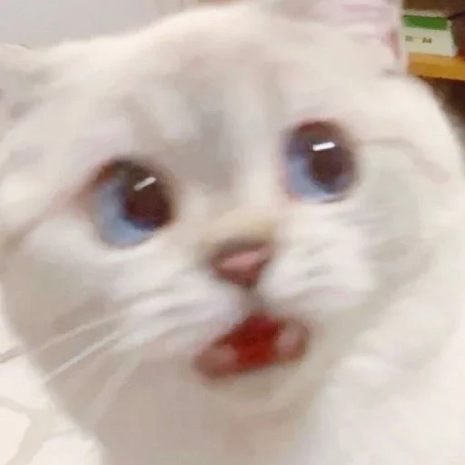 cats cats -