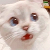 Nana the charming cat Nana the charming cat -